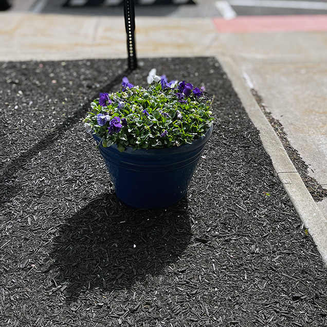 A mulch bed containing a large planter filled with purple and white flowers.
